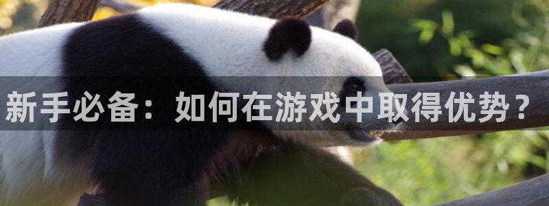 蓝冠娱乐登陆：新手必备：如何在游戏中取得优势？