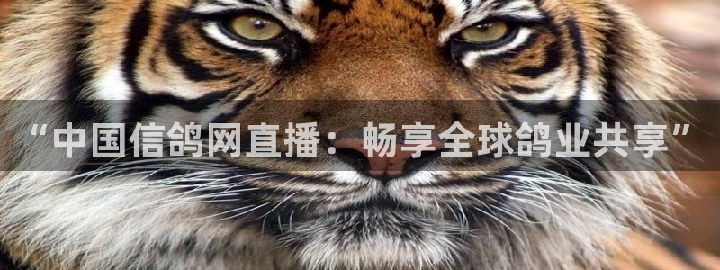 绿茵体育免费直播入口：“中国信鸽网直播：畅享全球鸽业共享”